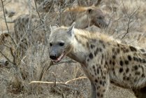 Porträt einer gefleckten Hyäne, Kruger Nationalpark, Südafrika — Stockfoto