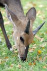 Nahaufnahme eines Buschbocks, der Gras frisst, Kruger National Park, Südafrika — Stockfoto