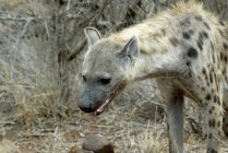 Retrato de uma hiena manchada, Parque Nacional Kruger, África do Sul — Fotografia de Stock