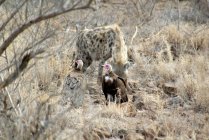 Пятнистая гиена и два стервятника в кустах, Национальный парк Крюгера, ЮАР — стоковое фото