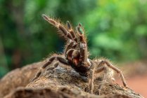 Африканский тарантул-павиан в оборонительном режиме, Индонезия — стоковое фото