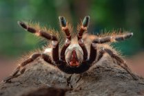 African rear-horned baboon tarantula in defensive mode, Indonesia — Stock Photo
