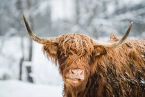 Porträt einer Galloway-Kuh, die auf einem Feld im Schnee steht, Österreich — Stockfoto