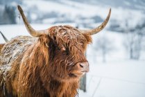 Ritratto di una vacca gay in piedi in un campo nella neve, Austria — Foto stock