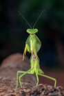 Close-up Retrato de um gigante asiático mantis criação até, Indonésia — Fotografia de Stock
