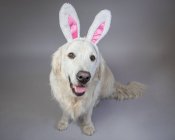 Portrait of an English cream golden retriever wearing bunny ears — Stock Photo