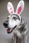 Retrato de un pastor alemán con orejas de conejo - foto de stock