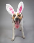 Portrait of a jack russell wearing bunny ears — Stock Photo