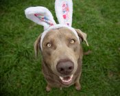 Portrait of a silver labrador retriever wearing bunny ears — Stock Photo