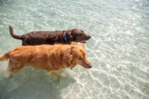 Ansicht eines Labrador Retrievers und Golden Retrievers, die im Ozean stehen, Florida, USA — Stockfoto