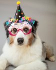 Portrait of an Australian shepherd wearing a party hat and novelty glasses — Stock Photo