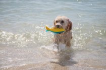 Cockapoo standing in ocean with a toy fish, Florida, USA — Stock Photo
