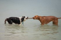 Siberian Husky and a Rhodesian Ridgeback having a tug of war in ocean, Florida, USA — Stock Photo