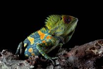 Close-up de uma iguana, Indonésia — Fotografia de Stock