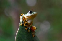 Яванська деревна жаба на рослині (Індонезія). — стокове фото