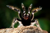 Ceratogyrus darlingi tarantula allevamento, Indonesia — Foto stock