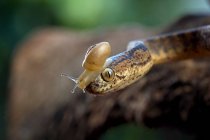 Keeled slug-eating snake with a snail on its head, Indonesia — Stock Photo