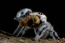 Springende Spinne frisst ein Insekt, Nahsicht — Stockfoto