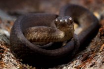 Зіткнення спіральної змії Keeled Slug, Індонезія — стокове фото