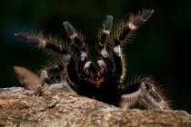 Ceratogyrus darlingi tarantula, Indonésie — Photo de stock