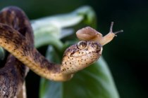 Serpiente come babosas con un caracol en la cabeza, Indonesia - foto de stock