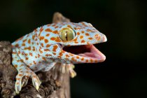Close-up of a Tokek on a branch, Indonesia — Stock Photo