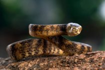 Крупный план обмотанного змея-слизняка, Индонезия — стоковое фото