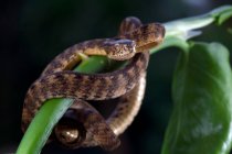 Close-up de uma coiled Keeled Slug Snake em uma planta, Indonésia — Fotografia de Stock