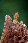 Dragons de la forêt de Boyd sur une branche d'arbre, Indonésie — Photo de stock