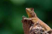 Boyd 's Forest Drache auf einem Ast, Indonesien — Stockfoto