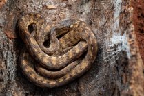 Serpent limace Keeled se cachant dans l'écorce d'un arbre, Indonésie — Photo de stock