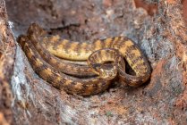 Keeled slug snake ховається в корі дерева (Індонезія). — стокове фото