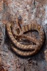 Serpiente babosa con quilla escondida en la corteza del árbol, Indonesia - foto de stock