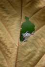 Amazone Grenouille laitière regardant à travers un trou dans une feuille, Indonésie — Photo de stock