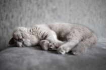 Portrait of a British Shorthair blue kitten lying on carpet — Stock Photo