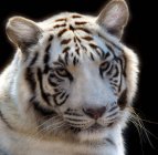 Retrato de un tigre blanco, Sudáfrica - foto de stock