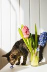 Cat smelling a flower blossom on a table next to a vase of flowers — Stock Photo