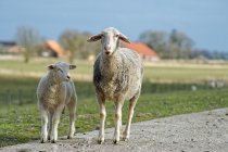 La oveja con su cordero, Frisia Oriental, Baja Sajonia, Alemania - foto de stock