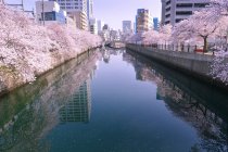Cerisiers en fleurs le long de la rivière, Tokyo, Honshu, Japon — Photo de stock