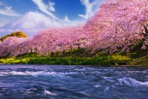 Monte Fuji y flores de cerezo a lo largo de un río, Tokio, Honshu, Japón - foto de stock