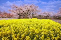 Cherry blossom trees and yellow flowers in a park, Tokyo, Honshu, Japan — Stock Photo
