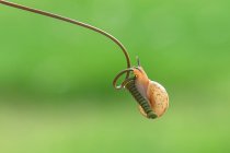 Miniature snail on a plant, Indonesia — Stock Photo
