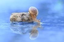 Escargot miniature sur un rocher dans un étang, Indonésie — Photo de stock