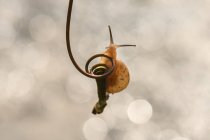 Escargot miniature sur une plante, Indonésie — Photo de stock