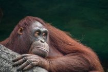 Retrato de um orangotango, Bornéu, Indonésia — Fotografia de Stock