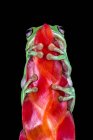 Крупный план унылой древесной лягушки на цветочном бутоне, Индонезия — стоковое фото