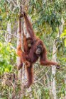Orangotango fêmea em uma árvore com seu bebê, Indonésia — Fotografia de Stock