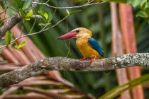 Beautiful colorful kingfisher on branch, Indonesia — Stock Photo