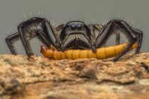 Зворотний бік стрибаючого павука зі своєю здобиччю, Індонезія — стокове фото