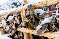 Крупный план рыбных голов, висящих на деревянных стойках, Nusfjord, Flakstadoya, Flakstad, Lofoten, Nordland, Norway — стоковое фото